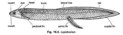 Lung Fish and its Types (With Diagram) .